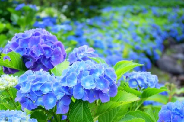 紫陽花の種類で人気の品種８選 その特徴と人気の理由とは